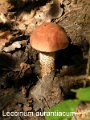 Leccinum aurantiacum-amf332